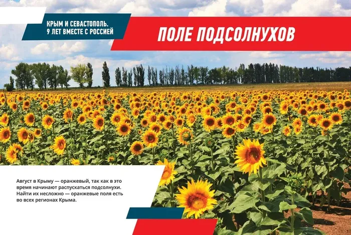 Поле подсолнухов